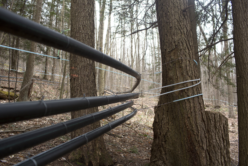 Illustration for article titled A Discovery That Literally Turns the Maple Syrup Industry Upside Down